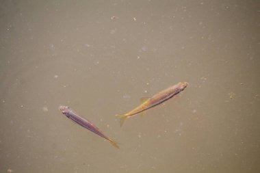 Sudaki balıklar, çamurlu bir göletin yüzeyinde yüzen küçük tatlı su balıkları, yukarıdan doğal ışık ve sakin su dokusuyla yakalandılar..