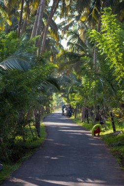 Palmiye ağacı, yemyeşil hindistan cevizi palmiyeleri, manzaralı kırsal asfalt yolu, huzurlu yaz manzarası, seyahat arka planı, egzotik cennet, sakin açık hava manzarası...