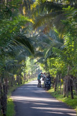 Palmiye ağacı, yemyeşil hindistan cevizi palmiyeleri, manzaralı kırsal asfalt yolu, huzurlu yaz manzarası, seyahat arka planı, egzotik cennet, sakin açık hava manzarası...
