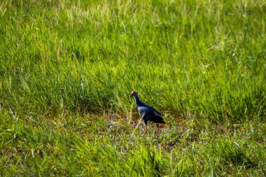 Kanatları açık bir sulak alandan havalanan su kuşu, yeşil bir bataklığın üzerinde doğal ışık altında uçuyor..