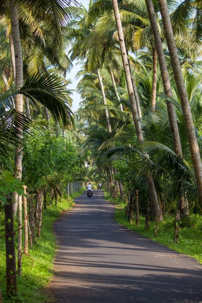 Palmiye ağacı, yemyeşil hindistan cevizi palmiyeleri, manzaralı kırsal asfalt yolu, huzurlu yaz manzarası, seyahat arka planı, egzotik cennet....