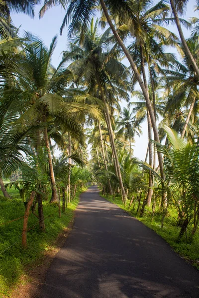 Palmiye ağacı, yemyeşil hindistan cevizi palmiyeleri, manzaralı kırsal asfalt yolu, huzurlu yaz manzarası, seyahat arka planı, egzotik cennet....