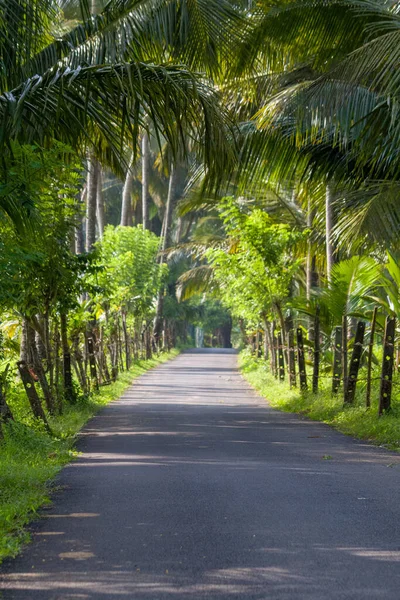 Palmiye ağacı, yemyeşil hindistan cevizi palmiyeleri, manzaralı kırsal asfalt yolu, huzurlu yaz manzarası, seyahat arka planı, egzotik cennet....