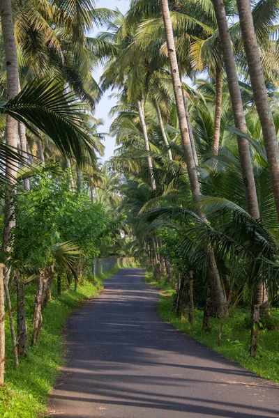 Palmiye ağacı, yemyeşil hindistan cevizi palmiyeleri, manzaralı kırsal asfalt yolu, huzurlu yaz manzarası, seyahat arka planı, egzotik cennet....