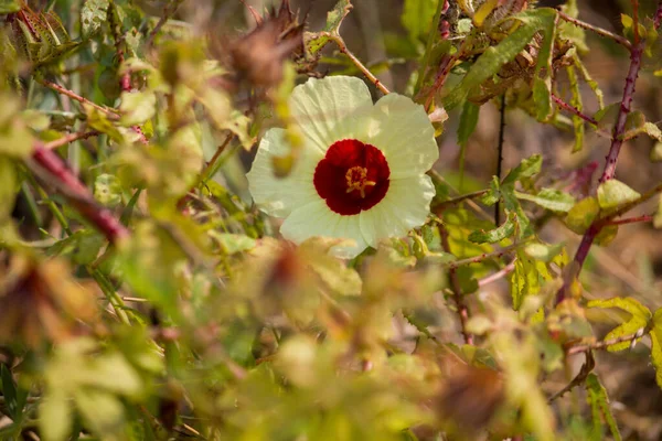 Yumuşak krem yaprakları ve koyu kırmızı merkeziyle kaplayan yabani amber çiçeği, açık havada açan doğal tropikal kır çiçeği, botanik makro fotoğrafçılık, fotokopi alanı olan çiçekli arka plan.