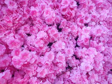 Pembe narin çiçek arkaplanı