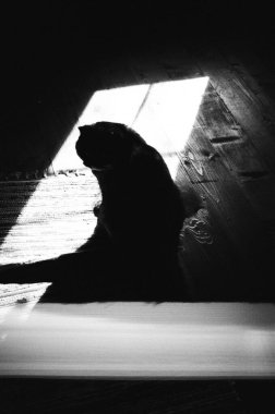 gölgeyle kaplı bir kedinin siyah beyaz görüntüsü.