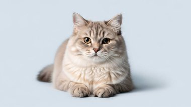 Yumuşak gölgeler ve tarafsız bir arkaplan ile temiz bir stüdyo ortamında küçük bir köpek oturmaktadır.