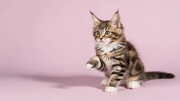 Meraklı bir tekir kedi yavrusu, yumuşak pembe bir arka planda duruyor. Pençesini kaldırmış, neşeli bir stüdyo anını yakalıyor. Ilık ışık ve yumuşak gölgelerle..