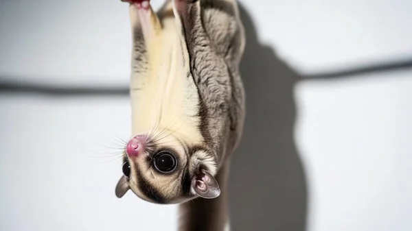 Kanatları katlanmış, detaylı kürkü ve yüz hatları yumuşak ışıkta görünen küçük bir yarasa baş aşağı asılı duruyor..