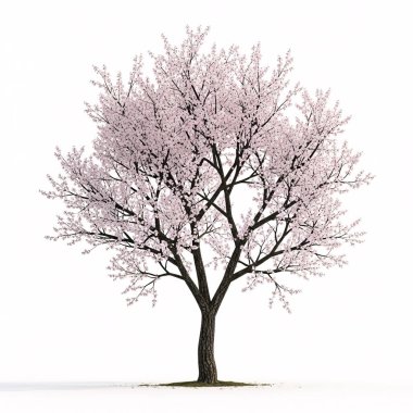 Soluk pembe çiçekli yalnız bir çiçek ağacı saf beyaz bir arkaplanda duruyor, narin dalları ve bahar yenilenmesini vurguluyor..