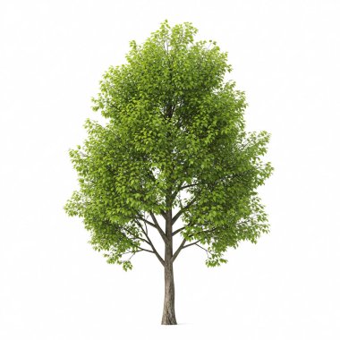 Dolu yapraklı bir tacı olan canlı yeşil bir ağaç, beyaz bir arka planda tek başına duruyor..