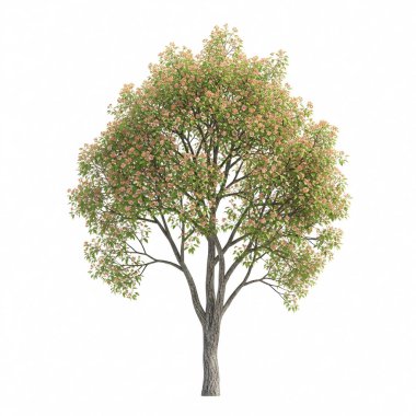 Tamamen yeşil yapraklara sahip yalnız bir ağaç, temiz beyaz bir arka plana karşı duruyor ve doğal dokuyu ve dal yapısını vurguluyor..