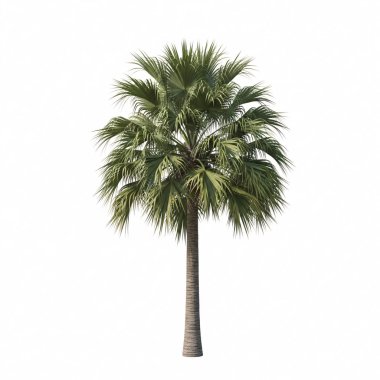 Birbirine girmiş kat kat tomurcukları olan, sapsarı yapraklı, bir hurma ağaçları yetiştirdik..