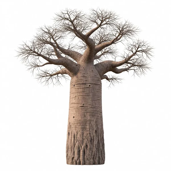 Görkemli bir baobab ağacı kalın gövdesi ve geniş yapraksız dalları ile tek başına dikilir..