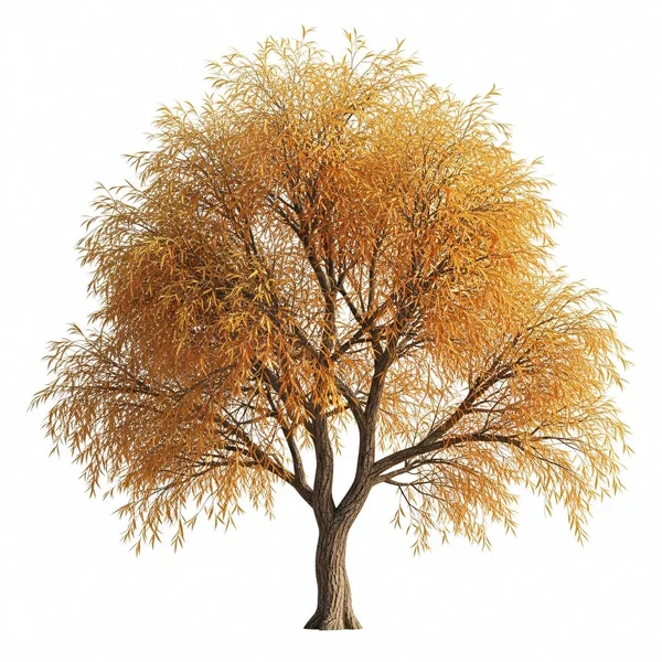 Yanlız bir sonbahar ağacının canlı altın yaprakları beyaz arka planda, sonbahar renklerini ve narin dal yapısını sergiliyor..