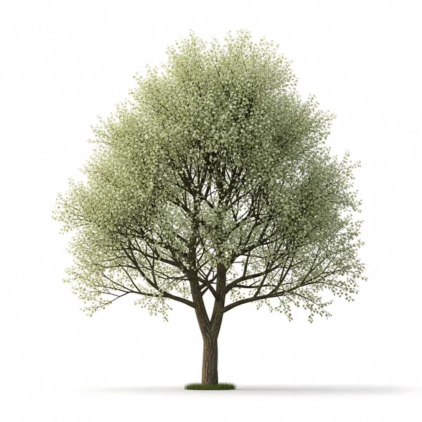 Narin yeşil yaprakları olan yalnız bir ağaç, temiz beyaz bir arkaplanda duruyor..