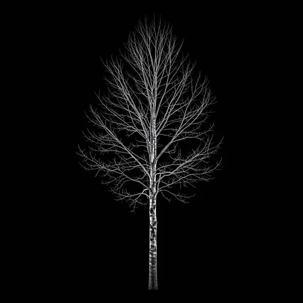 Yapraksız yapraksız bir ağaç, koyu siyah bir arka plana karşı bembeyaz duruyor ve dramatik bir yüksek kontrastlı gece sahnesi yaratıyor.