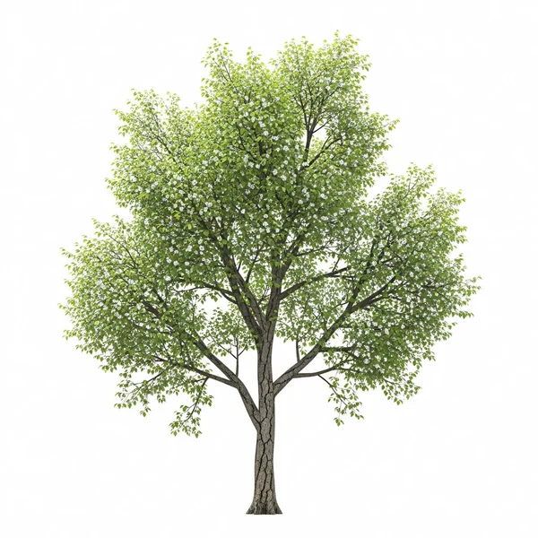 Beyaz zemin üzerinde yoğun yeşil yaprakları olan canlı izole ağaç, doğa ve açık hava tasarım projeleri için uygun doğal formu ve mevsimsel rengi sergiliyor.