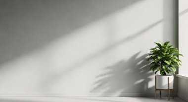 Beyaz bir duvara gölgeler bırakan bir saksı bitkisinin olduğu temiz, minimal bir iç mekan..