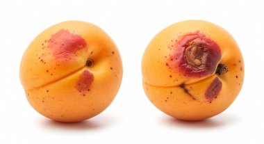 Açık tenli kahverengi noktalı iki çürük kayısı beyaz arka planda kusurlu doku ve renk kontrastı gösteriyor.