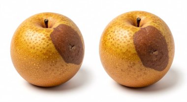 Gıda sağlığı ve hisse senedi tasvirleri için uygun temiz beyaz bir zemin üzerinde kahverengi çürükleri olan iki taze portakal.