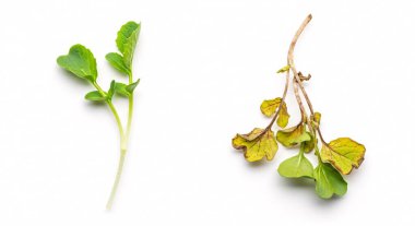 Parlak nane filizleri taze yeşil yapraklar ve beyaz arkaplanda kurumuş kahverengi bir gövde gösteriyor..