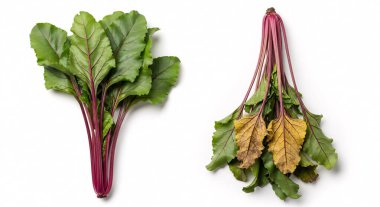 İsviçre pazılarından iki demet taze canlı yeşillikler ve kontrastlık ve çalışma için solmuş kökler göstermektedir..