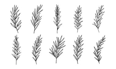 Çiçek yaprakları siluet siyah beyaz