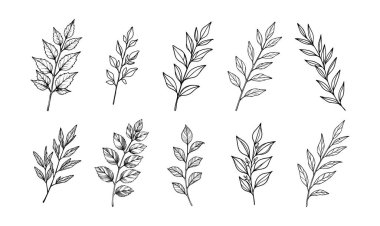 Çiçek yaprakları siluet siyah beyaz