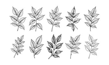 Çiçek yaprakları siluet siyah beyaz