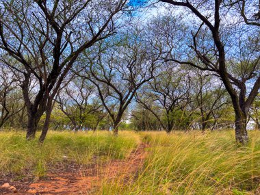 Huzurlu bir orman yolu keşfet. Doğa severler ve doğa meraklıları için mükemmel. Barışı, macerayı ve vahşi doğaya kaçmayı çağrıştırıyor..
