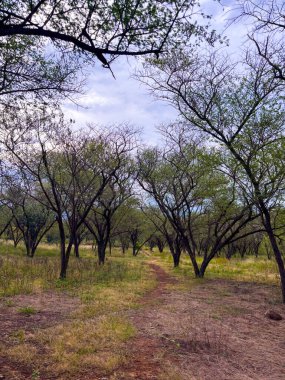 Bereketli ağaçlar ve doğal güzelliklerle çevrili dolambaçlı bir orman yolunda huzuru keşfet. Projelerinizde barışı, macerayı ve doğayla bağlantıyı çağrıştırmak için ideal..