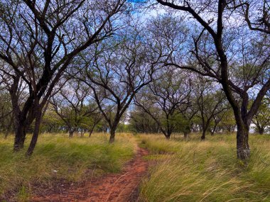 Ağaçların arasında kıvrılan çimenli bir yolun manzaralı güzelliğini hisset. Seyahat, doğa ya da çevre projeleri için mükemmel. Huzurlu ve huzurlu arkaplan.