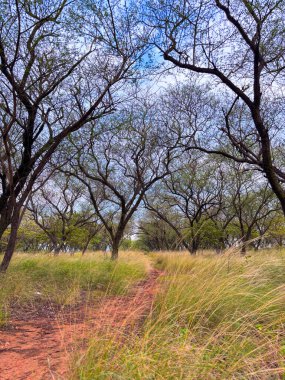 Bu sakin doğa sahnesine doğru kaçalım. Dolambaçlı bir patika, altın çayırlar ve ağaçlar arasındaki keşfi davet eder. Macera ve huzur dolu bir tefekkür için mükemmeldir..