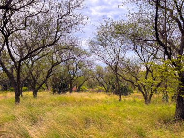 Canlı bir çayır manzarası, doğa meraklıları ve geçmişleri için mükemmel bir kaçış yolu sunuyor. Yeşillik huzur ve sükuneti çağrıştırıyor..