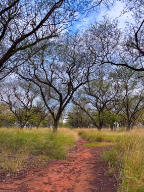 Afrika savanasının dingin güzelliğini tecrübe edin. Ağaçların altındaki uzun otların arasından esen toprak bir iz sizi doğanın harikalarını keşfetmeye davet ediyor..