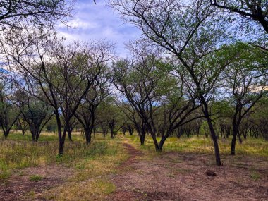Huzurlu bir akasya ormanında dolambaçlı huzurlu bir yolculuk keşfedin. Yol, dramatik ve bulutlarla dolu bir gökyüzünün altında doğanın saf güzelliğine huzurlu bir kaçış sunuyor..