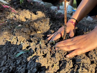 Dokunan eller yavaşça küçük bir ağaç diker. Büyümeyi, beslenmeyi ve daha parlak bir geleceği sembolize eden bu görüntü, çevresel sorumluluklara ilham veriyor..
