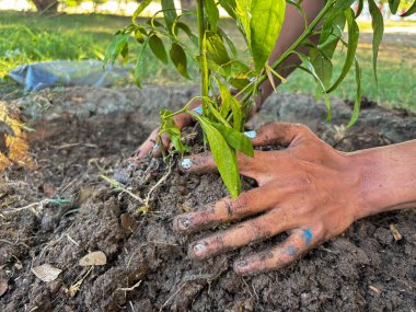 Yeni yeşil fidan dikmeye yakın. Toprakta çalışan eller, büyümeyi ve sürdürülebilirliği destekliyor. Gelecek nesiller için doğal, organik yaşam tarzı.