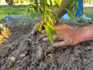 Eller yavaşça toprağa filizlenen genç bir ağacı dikiyor. Büyümeyi, çevresel bakımı ve herkes için sürdürülebilir, daha yeşil bir geleceğe olan bağlılığı simgeliyor..