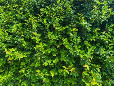 Verimli, canlı yeşil yeşillik, projeleriniz için ferahlatıcı bir doğal zemin sunan yoğun bir çit duvarı oluşturuyor. Büyüme ve organik güzellik için ideal..