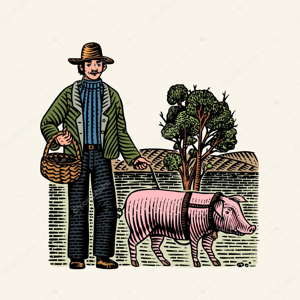 Hog and farmer for locating truffles mushrooms. Domestic pig . Engraved hand drawn vintage sketch. Woodcut style. Vector illustration.