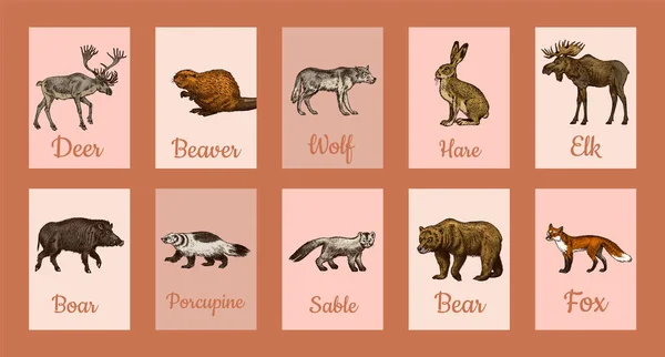 Bandeiras de animais selvagens em estilo vintage. Floresta veado castor alce lobo urso Fox Marten Badger Boar Hare. Posters retro monocromático ou fundos. Bestas do Norte da Europa. Esboço vetorial desenhado à mão. —  Vetores de Stock