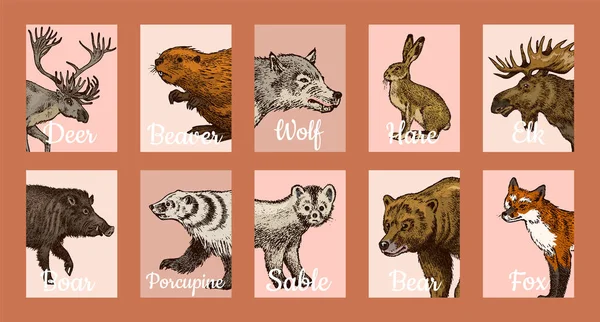 Bandeiras de animais selvagens em estilo vintage. Floresta veado castor alce lobo urso Fox Marten Badger Boar Hare. Posters retro monocromático ou fundos. Bestas do Norte da Europa. Esboço vetorial desenhado à mão. — Vetor de Stock