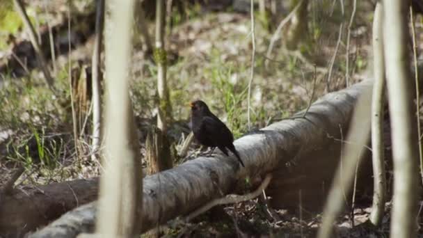 Oiseau sauvage dans la forêt verte d'été. Petite belle créature chantante. Branches et feuilles de plantes. — Video