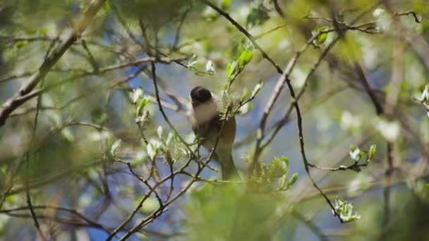 Pássaro selvagem na floresta verde de verão. Uma linda criatura cantora. Ramos e folhas de plantas. — Vídeo de Stock