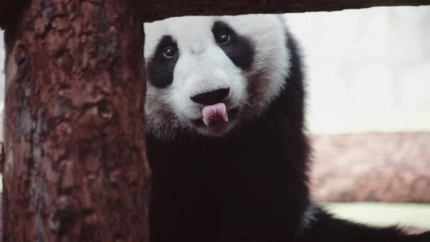 Grande urso panda no zoológico de Moscou se divertindo e caindo de costas. Imagens engraçadas em câmera lenta — Vídeo de Stock