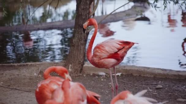 Roze flamingo in Moskou dierentuin — Stockvideo