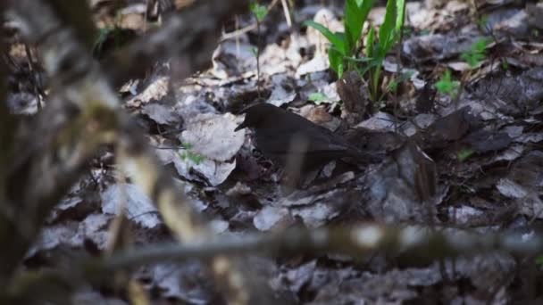 Wild Bird sta cercando cibo nelle foglie. Estate foresta verde. Piccola bellissima creatura che canta. Rami e foglie di piante. — Video Stock